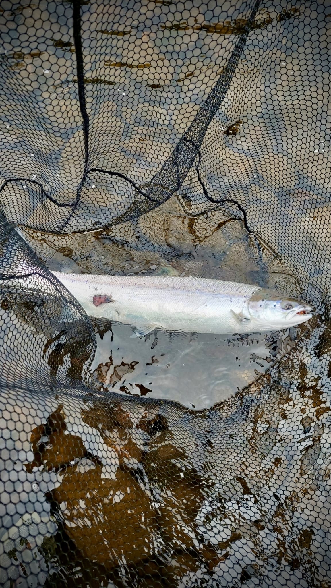 Fish not stopping