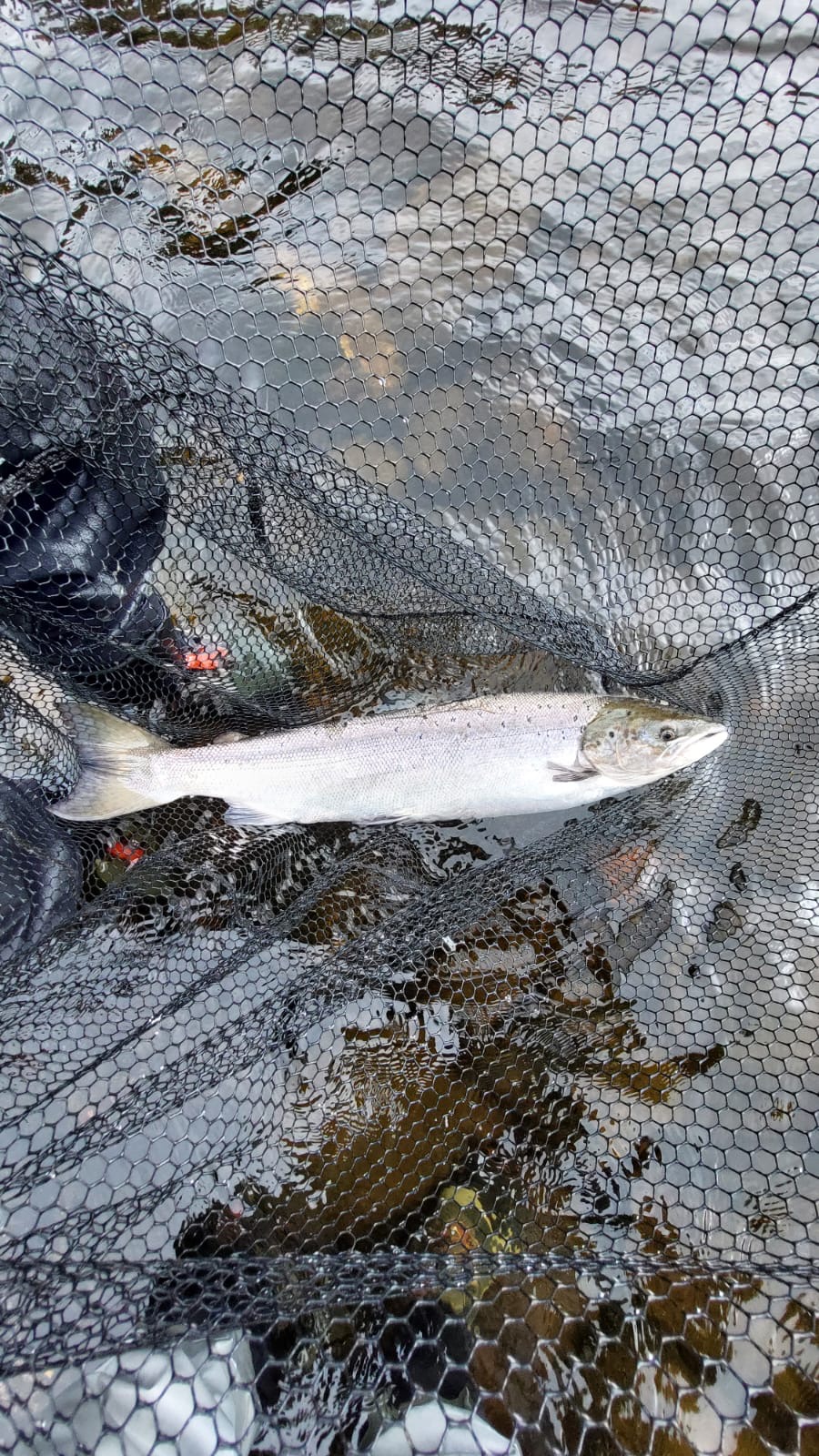 A nice upturn in catches