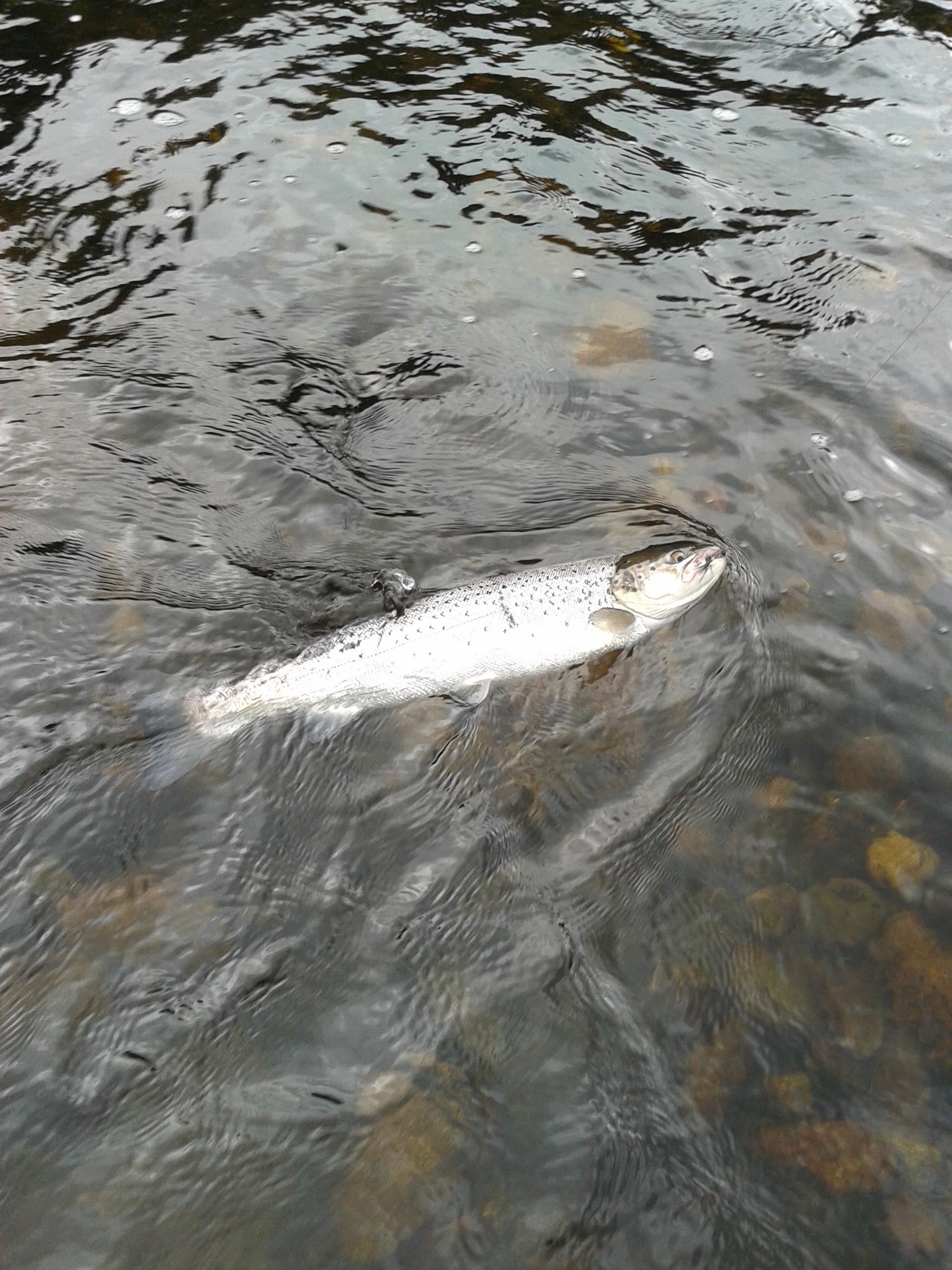 Busman's holiday comes round again.