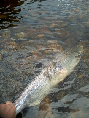 4 Landed